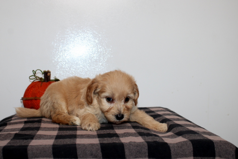 puppy, for, sale, Mini Golden Doodle F2B, Matthew B. Stoltzfus, dog, breeder, Gap, PA, dog-breeder, puppy-for-sale, forsale, nearby, find, puppyfind, locator, puppylocator, aca